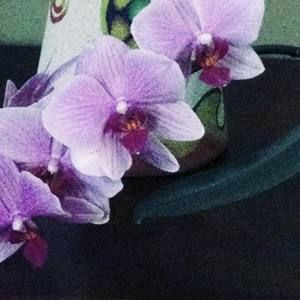 Meet your Posher, Inna